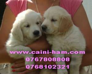 De vanzare Golden Retriever