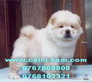 Vindem Chow Chow