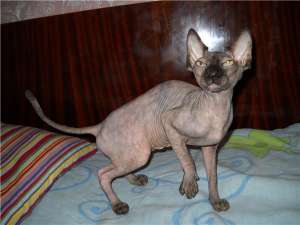 Vand 2 pisici sphynx