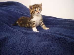 motanel tabby