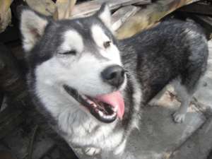 GASIT HUSKY