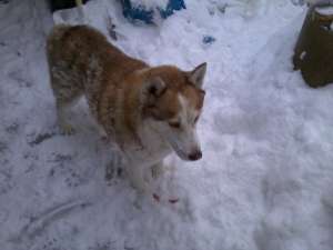 caut femela husky pentru monta