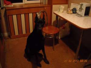 Ofer Dobermann pentr monta