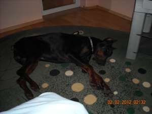 Ofer Dobermann pentr monta