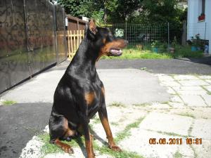 Ofer Dobermann pentr monta
