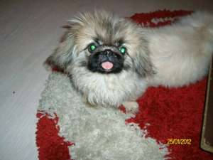 PEKINESE IMPERIAL-pui de calitate