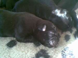 vand pui boxer metis(corcitura)labrador