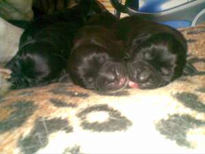 vand pui boxer metis(corcitura)labrador