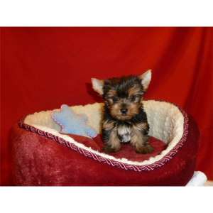vand puiuti yorkshire terrier toy !!!