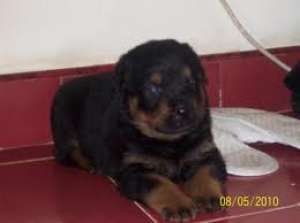 rottweiler