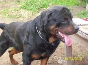 rottweiler