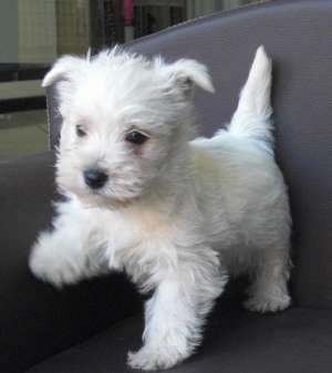westie rasa pura
