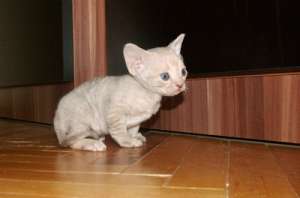 Pui Devon Rex (spiriduși cu blana ondulată)