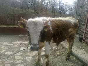 vand taur pentru carne...