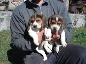 PUI BEAGLE DE VANZARE