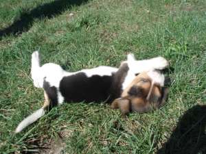 PUI BEAGLE DE VANZARE