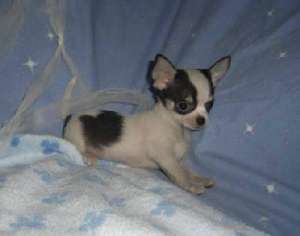 pui chihuahua super toy