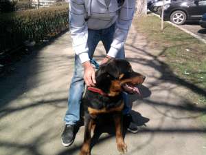 Monta Rottweiler !