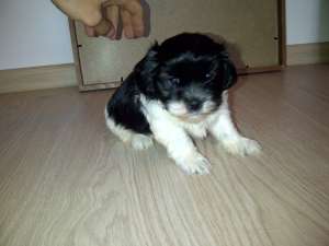 Bichon Havanez de vanzare