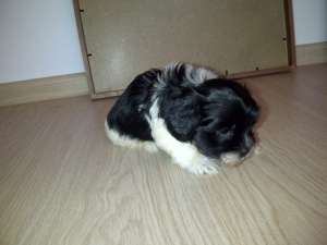 Bichon Havanez de vanzare