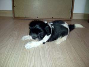 Bichon Havanez de vanzare