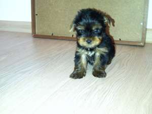 Yorkshire terrier mini mascul