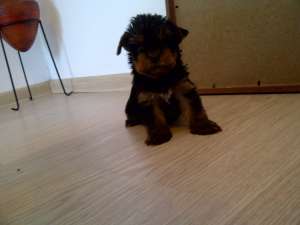 Yorkshire terrier mini mascul