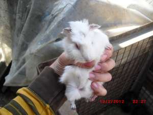 porcusori de vanzare