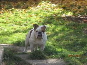 Monta Bull Dog Englez