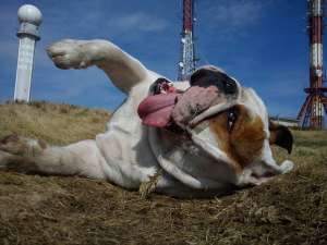 Monta Bull Dog Englez