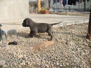 vand pui cane corso