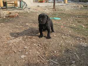 vand pui cane corso