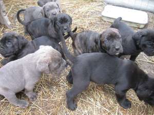 vand pui cane corso