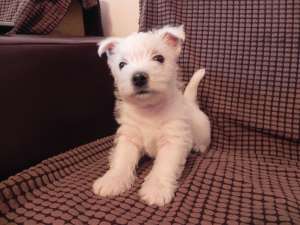 Vand 2 pui West Highland White Terrier