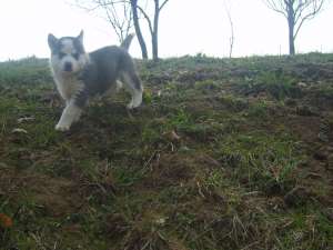ofer pui husky spre vanzare