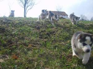 ofer pui husky spre vanzare