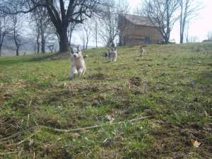 ofer pui husky spre vanzare
