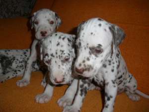 Vind pui Dalmatian