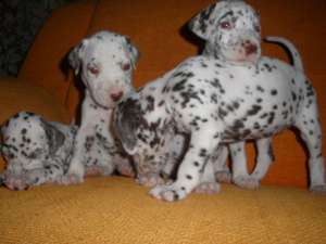Vind pui Dalmatian
