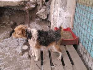 vand fox terrier