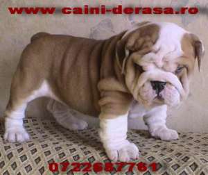 bulldog francez