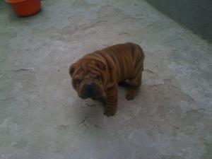 vand 2 pui shar-pei