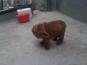vand 2 pui shar-pei