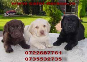 labrador si golden retriever