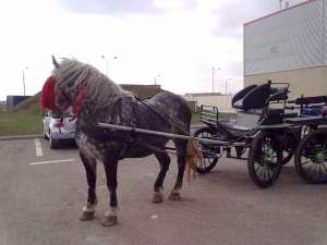 cal sur de vanzare