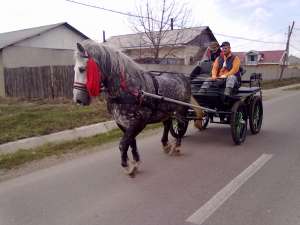 cal sur de vanzare