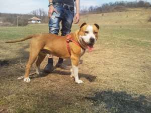 Mascul Amstaff de vanzare .
