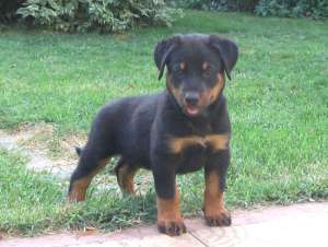 Pui Beauceron