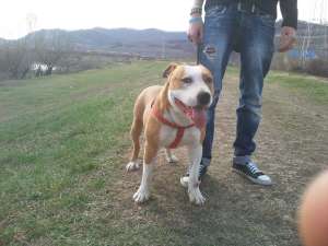 Mascul Amstaff de vanzare .