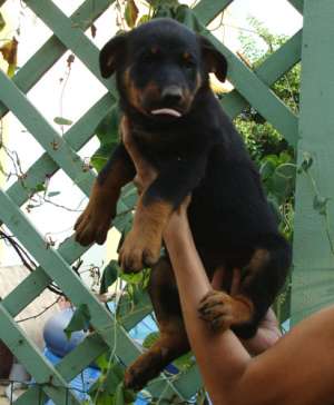 Pui Beauceron